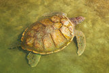 Carribean Sea Turtle Swimming