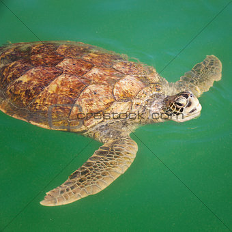 Sea Turtle in the Caribbean