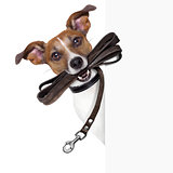 dog with leather leash