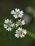 Anise flowers