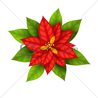 Christmas Star flower poinsettia isolated