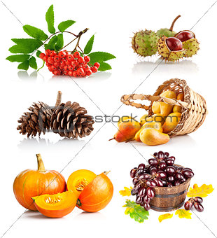 set autumnal vegetables and fruits