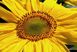 Extreme Sunflower Closeup
