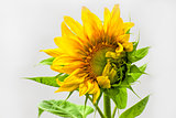 Single Sunflower 
