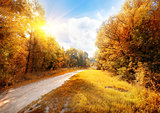 Road in a colorful autumn forest