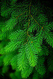green needles as natural and holidays background
