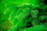 green sharp needles as natural and background