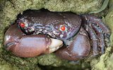Red-eyed reef crab - Eriphia ferox
