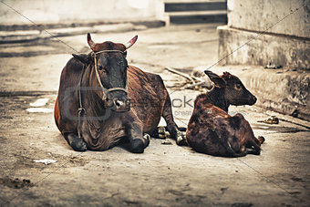 Cow and calf on the street. India, Udaipur