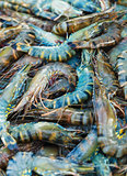 Shrimps for sale on the market close up