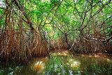 Thickets of mangrove trees in the tidal zone. Sri Lanka