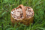 Birchbark basket full of mushrooms on the grass in the forest