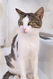 A cat in Mykonos
