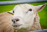 Closeup of a sheep