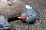 Closeup of dead wood pigeon on the road
