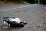 Road kill in a country lane