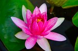 Close-up image of Pink Water Lily