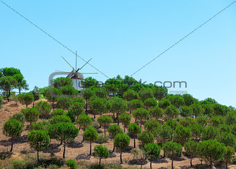 Windmill above a plantation of trees