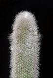 Succulent cactus