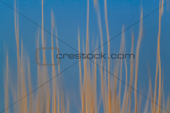 reed reflection 