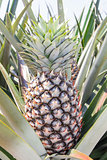 Pineapple plant