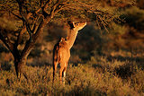 Feeding kudu antelope