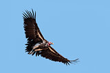 Lappet-faced vulture in flight