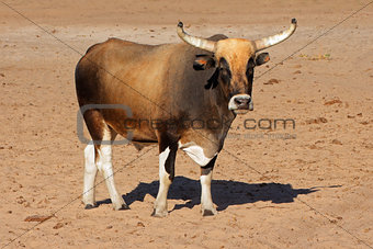 Sanga bull