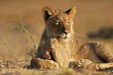 Young African lion