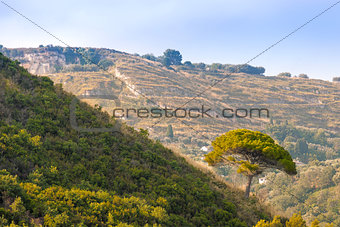 Tree on green hill in rural southern Italy