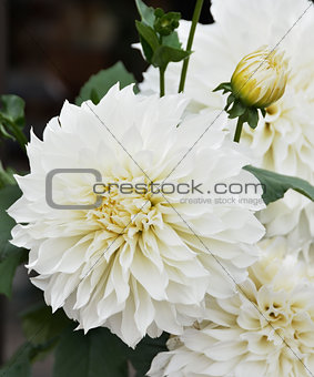 White Dahlia Flowers
