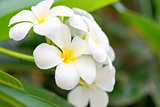 White frangipani flowers 