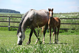 Welsh mountain pony mare with foal on pasture