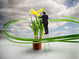 Businessman on ladder touching giant daffodils
