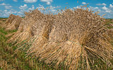 Sheaves of Wheat