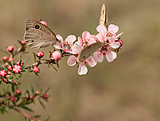 Dingy Ring butterflies on Australian leptospernum flowers