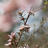 Australian wildflower Leptospernum Pink Cascade flower