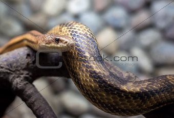 snake in city zoo