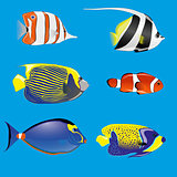 tropical fishes