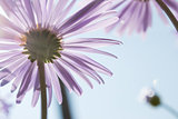 Aster Alpinus flowers under a bright blue sky