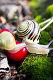 Helix Pomatia edible snails in forest
