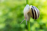 Common garden snail crawling on green stem of plant