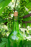 Wine bottle and young grapes on nature background