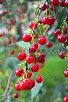 Crop of cherries