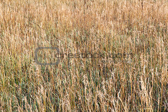grass meadow in late summer