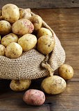 fresh organic potatoes on a wooden background, rustic style