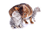 bengal cats and tenderness