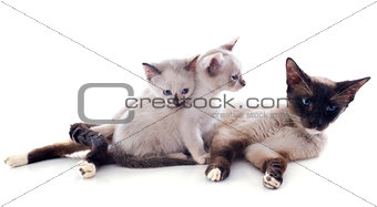siamese cat and kitten