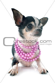 puppy chihuahua and collar