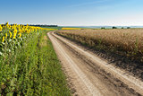 Sunflowers and wheat on the road side